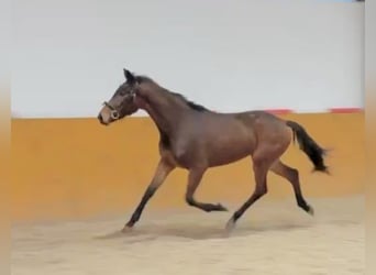 Caballo de salto Oldenburgo, Yegua, 3 años, 160 cm, Castaño