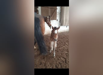 Caballo de salto Oldenburgo, Yegua, 3 años, 162 cm, Castaño