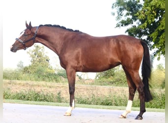 Caballo de salto Oldenburgo, Yegua, 3 años, 162 cm, Castaño
