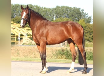 Caballo de salto Oldenburgo, Yegua, 3 años, 162 cm, Castaño