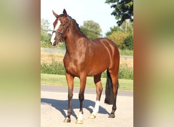 Caballo de salto Oldenburgo, Yegua, 3 años, 162 cm, Castaño