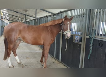 Caballo de salto Oldenburgo, Yegua, 3 años, 164 cm, Alazán