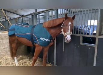 Caballo de salto Oldenburgo, Yegua, 3 años, 164 cm, Alazán