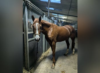 Caballo de salto Oldenburgo, Yegua, 3 años, 164 cm, Alazán