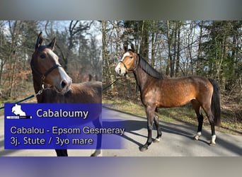 Caballo de salto Oldenburgo, Yegua, 3 años, 164 cm, Castaño