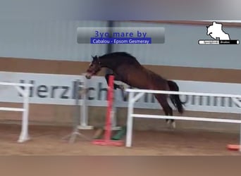 Caballo de salto Oldenburgo, Yegua, 3 años, 164 cm, Castaño