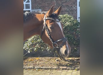 Caballo de salto Oldenburgo, Yegua, 3 años, 164 cm, Castaño