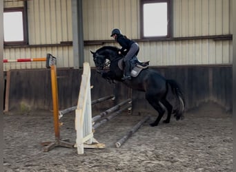 Caballo de salto Oldenburgo, Yegua, 3 años, 164 cm, Tordo