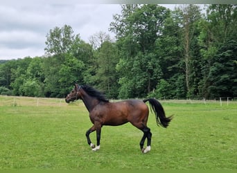 Caballo de salto Oldenburgo, Yegua, 3 años, 165 cm, Castaño