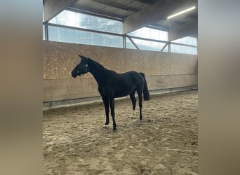 Caballo de salto Oldenburgo, Yegua, 3 años, 165 cm, Negro