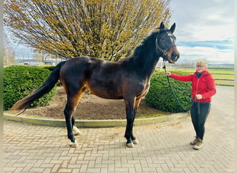 Caballo de salto Oldenburgo, Yegua, 3 años, 166 cm, Castaño