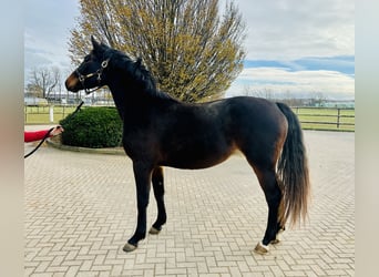 Caballo de salto Oldenburgo, Yegua, 3 años, 166 cm, Castaño