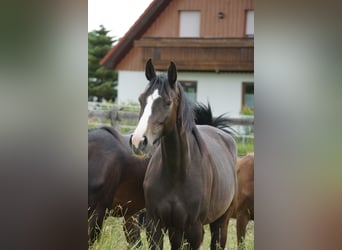 Caballo de salto Oldenburgo, Yegua, 3 años, 167 cm, Castaño oscuro