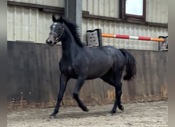 Caballo de salto Oldenburgo, Yegua, 3 años, 167 cm, Tordo