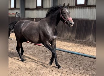 Caballo de salto Oldenburgo, Yegua, 3 años, 167 cm, Tordo