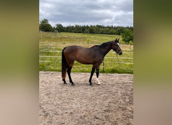 Caballo de salto Oldenburgo, Yegua, 3 años, 168 cm, Castaño oscuro