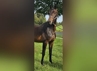 Caballo de salto Oldenburgo, Yegua, 3 años, 170 cm, Castaño oscuro