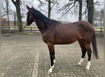 Caballo de salto Oldenburgo, Yegua, 3 años, 172 cm, Castaño