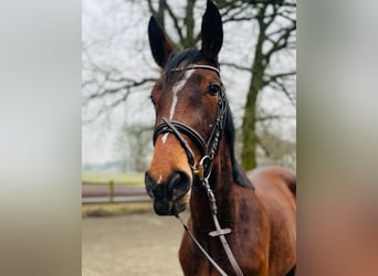 Caballo de salto Oldenburgo, Yegua, 3 años, 172 cm, Castaño