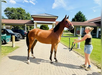 Caballo de salto Oldenburgo, Yegua, 3 años, Castaño