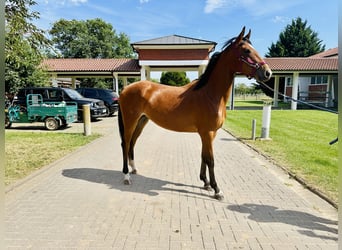 Caballo de salto Oldenburgo, Yegua, 3 años, Castaño