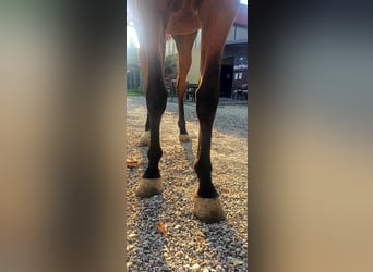 Caballo de salto Oldenburgo, Yegua, 3 años, Castaño
