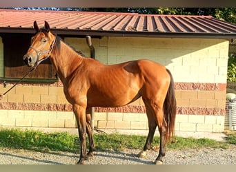 Caballo de salto Oldenburgo, Yegua, 3 años, Castaño