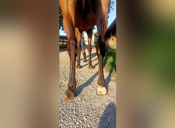Caballo de salto Oldenburgo, Yegua, 3 años, Castaño
