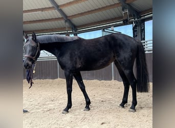 Caballo de salto Oldenburgo, Yegua, 4 años, 152 cm, Castaño