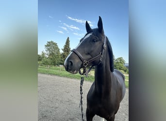 Caballo de salto Oldenburgo, Yegua, 4 años, 156 cm, Castaño oscuro