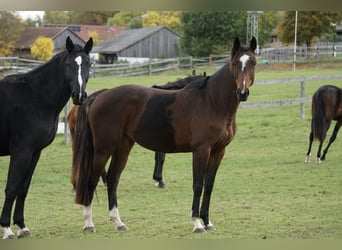 Caballo de salto Oldenburgo, Yegua, 4 años, 158 cm, Castaño