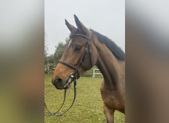 Caballo de salto Oldenburgo, Yegua, 4 años, 163 cm, Castaño