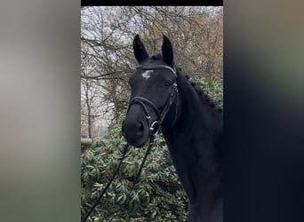 Caballo de salto Oldenburgo, Yegua, 4 años, 163 cm, Negro