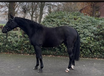 Caballo de salto Oldenburgo, Yegua, 4 años, 163 cm, Negro