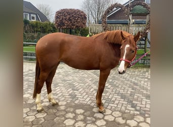 Caballo de salto Oldenburgo, Yegua, 4 años, 164 cm, Alazán