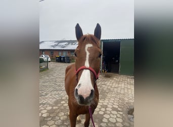 Caballo de salto Oldenburgo, Yegua, 4 años, 164 cm, Alazán