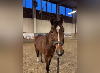 Caballo de salto Oldenburgo, Yegua, 4 años, 164 cm, Castaño