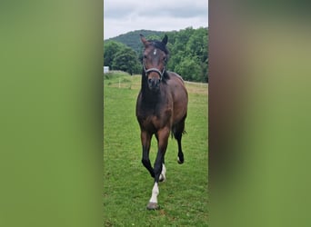 Caballo de salto Oldenburgo, Yegua, 4 años, 165 cm, Castaño