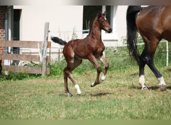 Caballo de salto Oldenburgo, Yegua, 4 años, 165 cm, Castaño