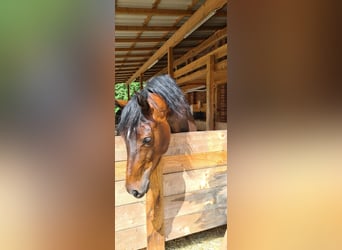 Caballo de salto Oldenburgo, Yegua, 4 años, 165 cm, Castaño