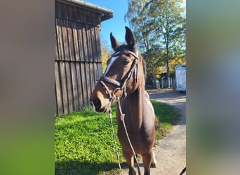 Caballo de salto Oldenburgo, Yegua, 4 años, 165 cm, Castaño