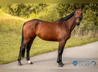 Caballo de salto Oldenburgo, Yegua, 4 años, 165 cm, Castaño