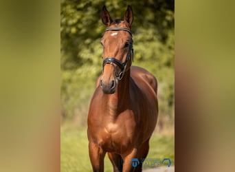 Caballo de salto Oldenburgo, Yegua, 4 años, 165 cm, Castaño