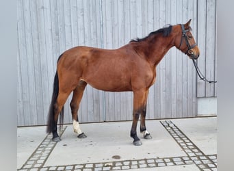 Caballo de salto Oldenburgo, Yegua, 4 años, 165 cm, Castaño