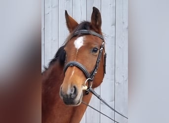 Caballo de salto Oldenburgo, Yegua, 4 años, 165 cm, Castaño