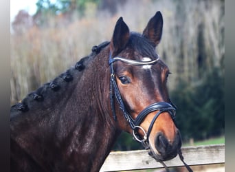 Caballo de salto Oldenburgo, Yegua, 4 años, 165 cm, Castaño oscuro