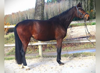 Caballo de salto Oldenburgo, Yegua, 4 años, 165 cm, Castaño oscuro