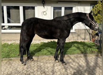 Caballo de salto Oldenburgo, Yegua, 4 años, 165 cm, Tordo