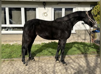 Caballo de salto Oldenburgo, Yegua, 4 años, 165 cm, Tordo