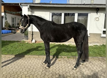 Caballo de salto Oldenburgo, Yegua, 4 años, 165 cm, Tordo